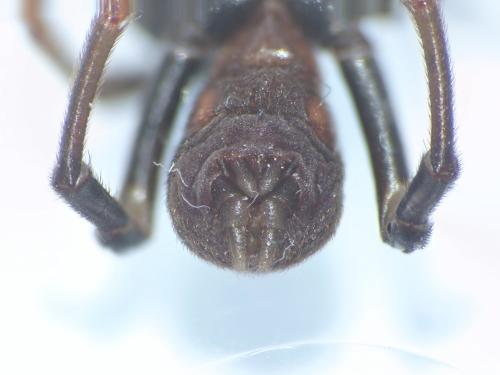 Réf. 225 397 : Atypus affinis